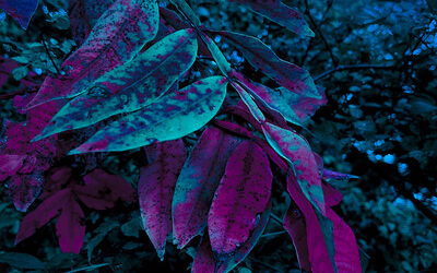 Silver Carpet – Chameleon