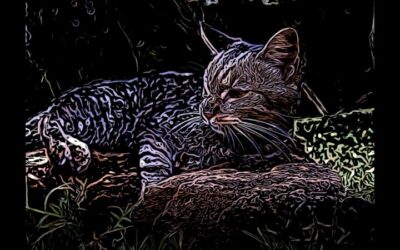 Kitty Roca – Purr