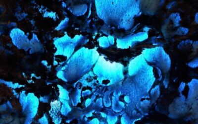 Rare Seed – Blue Basin