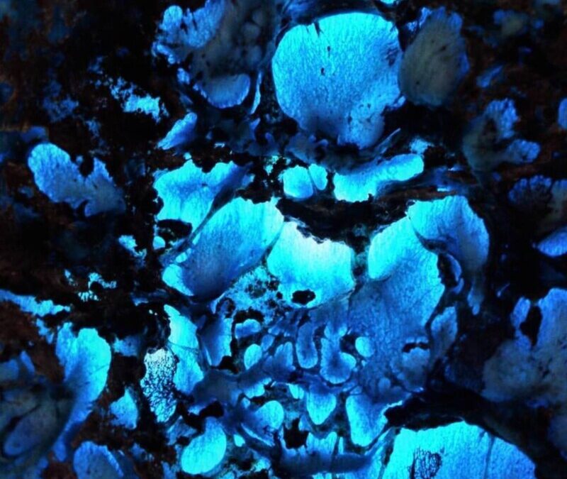 Rare Seed – Blue Basin